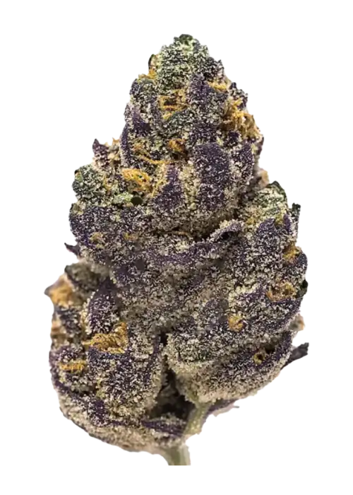 Scooby Snacks, tatlı çam aroması ve THC oranıyla öne çıkan bir Indica hibritidir. İştah açıcı ve rahatlatıcı etkileriyle bilinir. Özelliklerini keşfedin.