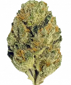 Scotty 2 Hotty, yüksek THC'si ve rahatlatıcı etkisiyle öne çıkan Indica dominant bir türdür. Tatlı aromasıyla bilinen bu özel türü keşfedin.