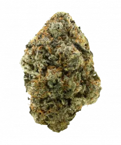 Scrambler Haze, tatlı meyve aromaları ve THC ile ciğere vuran bir hibrit türdür. Depresyon ve stres için ideal. Genetik yapısını keşfedin.