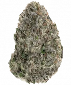 Screwdriver OG, lime aromaları ve enerji verici etkisiyle öne çıkan Sativa baskın bir türdür. Depresyon ve yorgunluğa iyi gelir. Özelliklerini keşfedin.