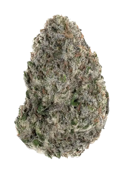 Screwdriver OG, lime aromaları ve enerji verici etkisiyle öne çıkan Sativa baskın bir türdür. Depresyon ve yorgunluğa iyi gelir. Özelliklerini keşfedin.