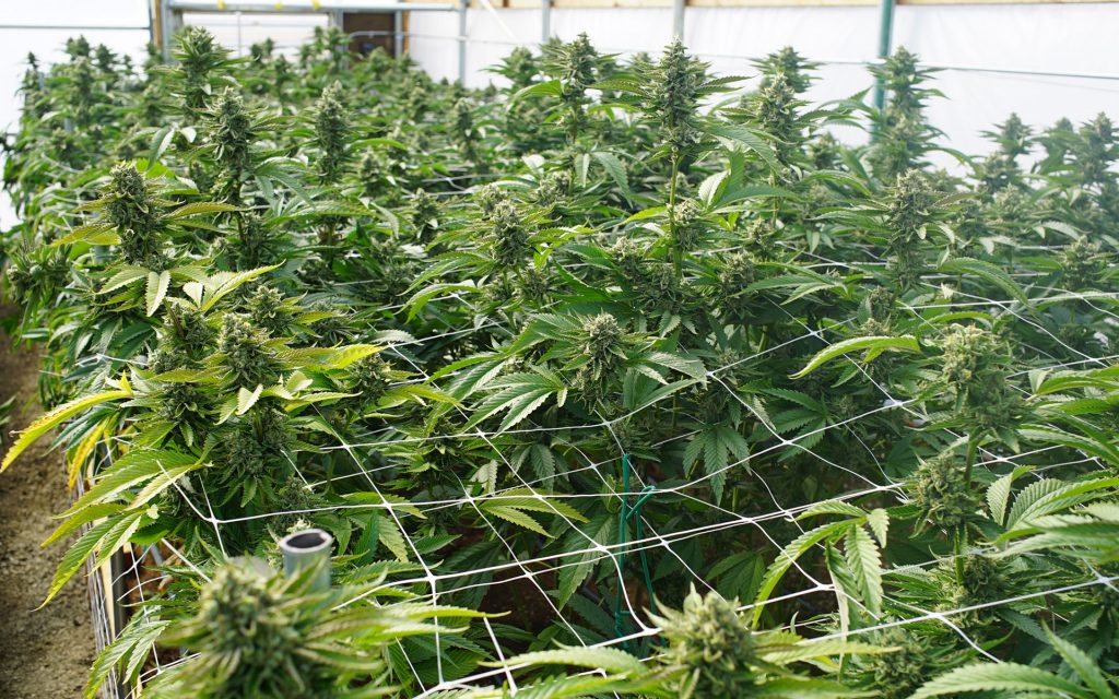 kenevir scrog