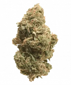 Scroopy Noopers, kahve aromaları ve rahatlatıcı etkisiyle bilinen dengeli bir hibrit türdür. Yaratıcılığı destekleyen genetik yapısını keşfedin ve hemen görüntüleyin.