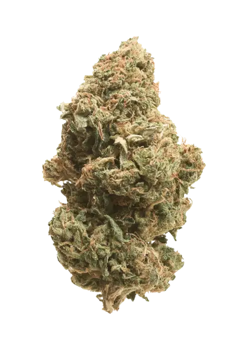 Scroopy Noopers, kahve aromaları ve rahatlatıcı etkisiyle bilinen dengeli bir hibrit türdür. Yaratıcılığı destekleyen genetik yapısını keşfedin ve hemen görüntüleyin.