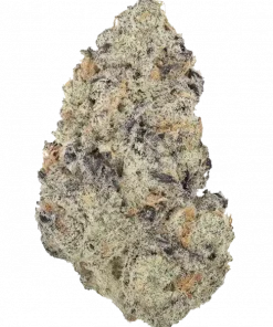 Seattle Soda, üzüm ve kiraz aromalarıyla öne çıkan dengeli bir hibrit türdür. Yüksek THC içeriğiyle yaratıcılığı artırır. Bu eşsiz türü keşfedin.