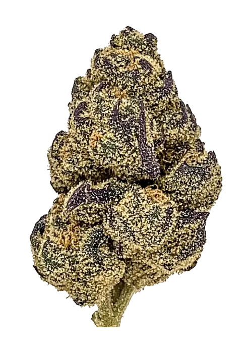 Secret Formula, yakıtımsı ve limon aromalı, yüksek THC'li bir indica türüdür. Stres ve ağrıya karşı etkilidir. Bu eşsiz türün genetik yapısını keşfedin.