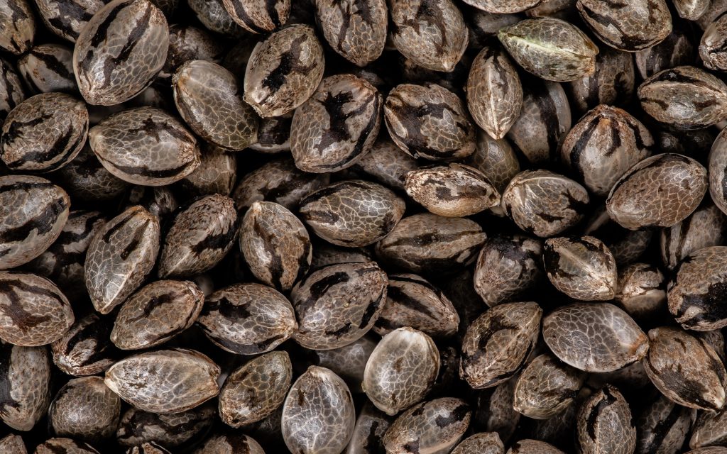 Seed, kenevir tohumu