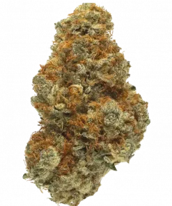 Segarbloom Haze, tatlı narenciye aroması ve yüksek THC içeriğiyle bilinen sativa baskın bir türdür. Etkilerini ve genetik yapısını keşfedin.