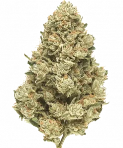 Senpai, tatlı aroması ve yüksek THC içeriğiyle bilinen Indica baskın bir türdür. Yaratıcılığı tetikleyen bu hibriti keşfedin ve rahatlatıcı etkilerini görüntüleyin.