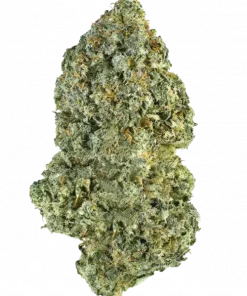 Sensi Skunk, yakıtımsı aroması ve rahatlatıcı etkileriyle bilinen dengeli bir hibrit türdür. Hızlı hasat süresiyle öne çıkar. Tüm özelliklerini keşfedin.