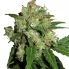 Sensi Skunk Regular Esrar Tohumu (Sensi Seeds)