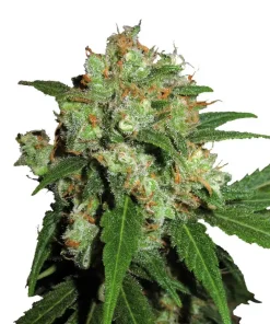 Sensi Skunk Regular Esrar Tohumu (Sensi Seeds)