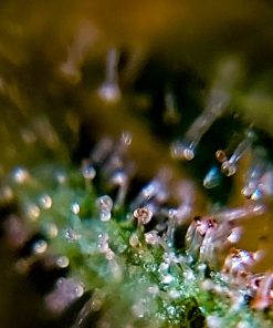 Sensi Skunk Regular Esrar Tohumu (Sensi Seeds)