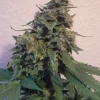 Sensi Star Feminized Esrar Tohumu (Paradise Seeds)