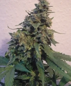 Sensi Star Feminized Esrar Tohumu (Paradise Seeds)