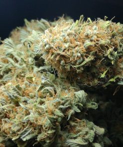 Sensi Star Feminized Esrar Tohumu (Paradise Seeds)