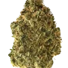 SFV OG Kush, sert yakıtımsı aroması ve yüksek THC içeriğiyle bilinen Indica dominant bir türdür. Derin rahatlama ve öfori için genetik yapısını keşfedin.