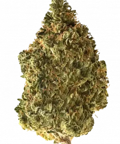 SFV OG Kush, sert yakıtımsı aroması ve yüksek THC içeriğiyle bilinen Indica dominant bir türdür. Derin rahatlama ve öfori için genetik yapısını keşfedin.