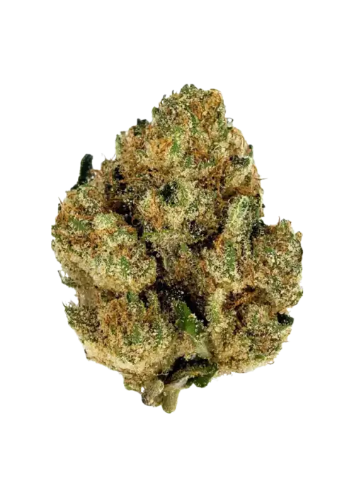 San Fernando Valley OG, yakıtımsı ve mandalina aromalarıyla öne çıkan Indica baskın bir türdür. Ağrı ve uykusuzluğa iyi gelir. Etkilerini keşfedin.