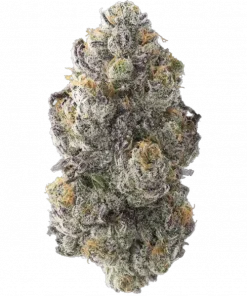 Shady Certz, yakıtımsı aroması ve yüksek THC içeriğiyle bilinen hibrit bir türdür. Ağrı ve stres için potansiyel faydalarını keşfedin. Hemen görüntüleyin.