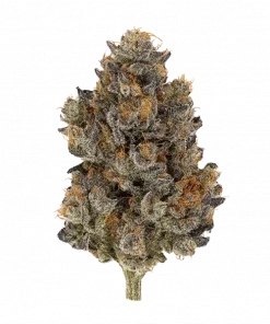 Shagzilla, sert yakıt aroması ve THC içeriğiyle öne çıkan Indica dominant bir türdür. Derin rahatlama ve potansiyel faydalarını keşfedin.