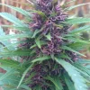Shaman Feminized Esrar Tohumu (Dutch Passion)
