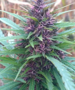 Shaman Feminized Esrar Tohumu (Dutch Passion)