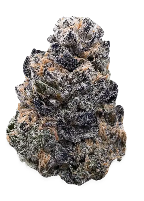 Shaman, çiçeksi aroması ve dengeli etkisiyle öne çıkan Sativa baskın bir türdür. Depresyon ve stresle başa çıkmak için ideal. Özelliklerini keşfedin.