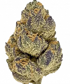 Sharklato, kayısı aromalı ve rahatlatıcı etkisiyle bilinen Indica dominant bir türdür. Dengeli yapısıyla öne çıkar. Etkilerini ve genetik yapısını keşfedin.