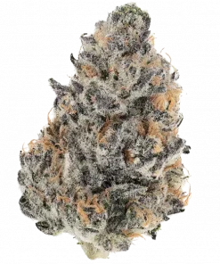 Shawty R1, yakıtımsı ve tropikal aromaları ile 'a varan THC sunan güçlü bir hibrit türdür. Yüksek verimli ve reçineli yapısıyla öne çıkar. Özelliklerini keşfedin.