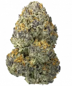 Sherb Biker, tatlı meyve aromaları ve dengeli etkisiyle öne çıkan hibrit bir türdür. Anksiyete ve stres için potansiyel faydalarını keşfedin. Hemen görüntüleyin.