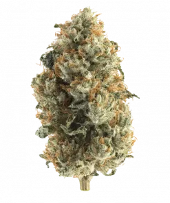 Sherb Breath, tropikal meyve aromaları ve dengeli etkisiyle öne çıkan indica baskın bir türdür. Stres ve yorgunluk için ideal. Genetik yapısını keşfedin.