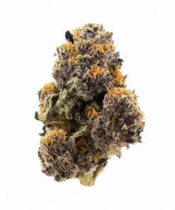 Sherb Crasher, orman meyveleri aromalı, yüksek THC'li dengeli bir hibrit türüdür. Anksiyete ve ağrı için ideal. Genetik yapısını keşfedin ve detayları görüntüleyin.