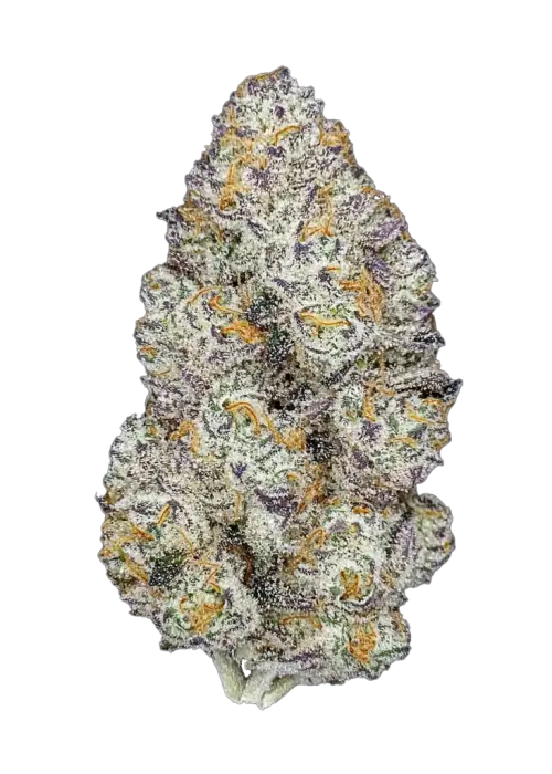 Sherb Cream Pop, tatlı meyve aromaları ve yüksek THC içeriğiyle bilinen Indica baskın bir türdür. Rahatlatıcı etkileriyle öne çıkar. Genetik yapısını keşfedin.