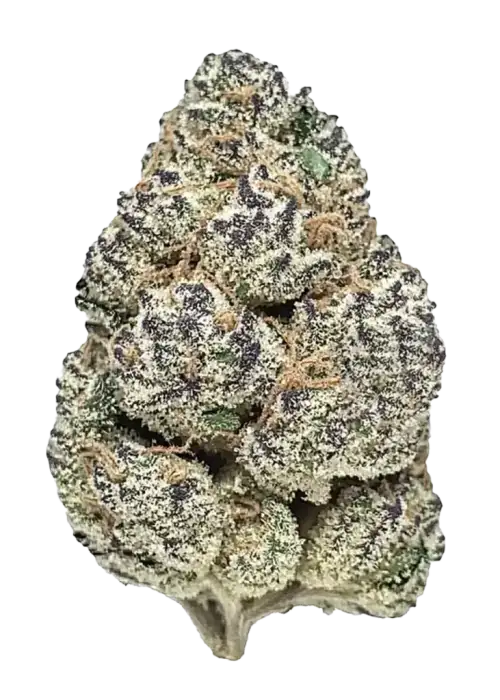 Sherbacio, kimyasal limon aroması ve yüksek THC içeriğiyle öne çıkan dengeli bir hibrit türdür. Rahatlatıcı etkileri ve genetik yapısını keşfedin.