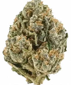 Sherbanger, taze narenciye aromaları ve dengeli yapısıyla öne çıkan bir hibrit türdür. Baş ağrılarını hafifletme potansiyeline sahip bu türü keşfedin.