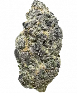 Sherbanger F2, yakıtımsı ve tatlı aromasıyla öne çıkan dengeli bir türdür. Yüksek THC içeriği ile zihinsel ve fiziksel rahatlama sunar. Hemen keşfedin.