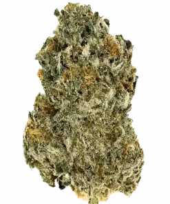 Sherbanger OG, yakıtımsı ve turunçgil aromalarıyla öne çıkan dengeli bir hibrit türüdür. Rahatlatıcı etkileriyle bilinen bu türü keşfedin.