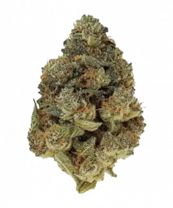 Sherbet BX, tatlı aroması ve 'a varan THC içeriğiyle bilinen Indica baskın bir türdür. Ağrı ve iştah kaybı için ideal. Özelliklerini keşfedin.