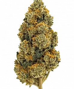 Sherbet Cookies, yakıtımsı ve meyvemsi aromalarıyla bilinen Sativa baskın bir türdür. Orta seviyedeki THC oranıyla dengeli bir deneyim sunar. Özelliklerini keşfedin.