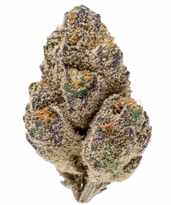 Sherbhead, kimyasal limon aroması ve peynir notalarıyla öne çıkan dengeli bir hybrid türdür. Yüksek THC içeriğiyle dikkat çeker. Genetik yapısını keşfedin.