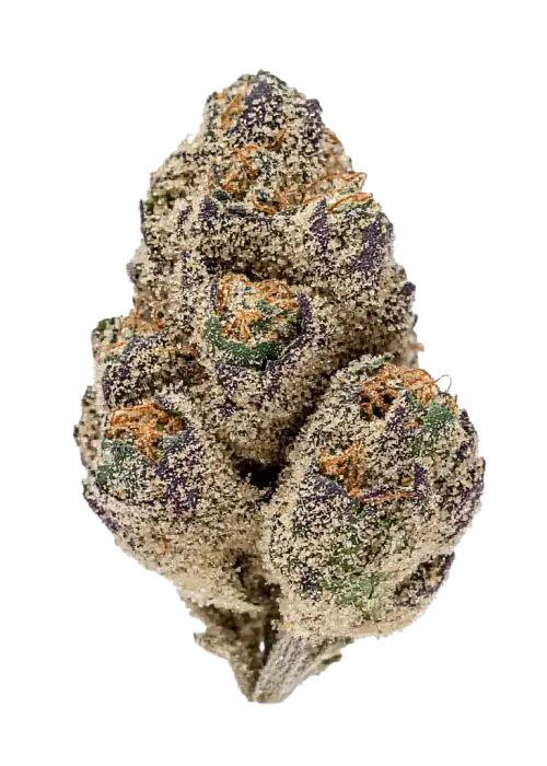 Sherbhead, kimyasal limon aroması ve peynir notalarıyla öne çıkan dengeli bir hybrid türdür. Yüksek THC içeriğiyle dikkat çeker. Genetik yapısını keşfedin.