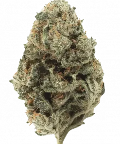 Sherblato, tatlı aroması ve yüksek THC içeriğiyle öne çıkan Sativa baskın bir türdür. Rahatlatıcı etkileriyle bilinen bu hibriti keşfedin.