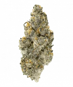 Sherbzooka, sert narenciye aroması ve yüksek THC içeriğiyle bilinen Sativa baskın bir türdür. Enerji ve odaklanma için ideal. Genetik yapısını keşfedin.