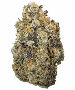 Ripper Seeds Shimo, üzüm aromalı ve yüksek verimli Indica baskın türdür. Öforik etkisi ve lezzetli tadıyla Shimo'yu keşfedin ve genetik yapısını görüntüleyin.