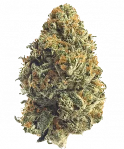 Shipera Sour, tatlı meyve aromaları ve güçlü rahatlama etkisiyle bilinen baskın bir Indica türüdür. Uykusuzluğa iyi gelir. Tüm genetik detayları keşfedin.