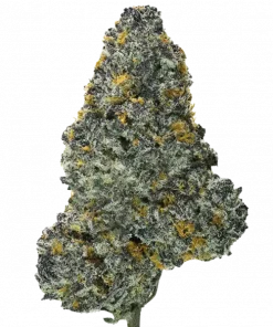 Shirley Killer, tatlı çiçek aromaları ve rahatlatıcı etkileriyle öne çıkan indica baskın bir türdür. Stres ve kaygıyı azaltmaya yardımcı olabilir. Özelliklerini keşfedin.