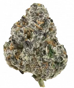 Shirly’s Apple, tatlı elma aroması ve rahatlatıcı etkisiyle öne çıkan dengeli bir türdür. Stres giderme özelliğiyle bilinen bu türü keşfedin.