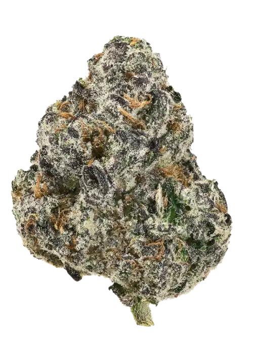 Shirly’s Apple, tatlı elma aroması ve rahatlatıcı etkisiyle öne çıkan dengeli bir türdür. Stres giderme özelliğiyle bilinen bu türü keşfedin.