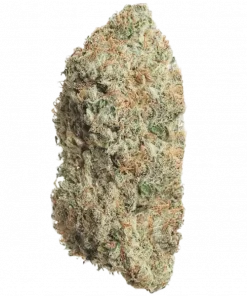 Shiva Shanti II, tatlı lavanta aroması ve rahatlatıcı etkisiyle bilinen Indica dominant bir türdür. Depresyon ve stres için ideal. Genetik yapısını keşfedin.